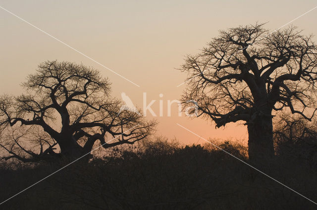 Baobab (Adansonia digitata)