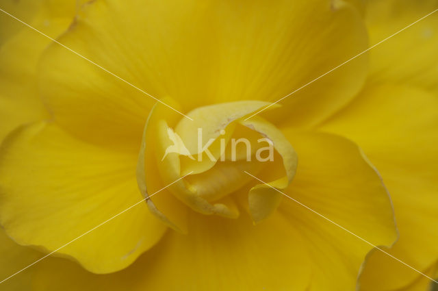 Begonia spec.