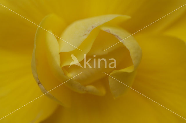 Begonia spec.