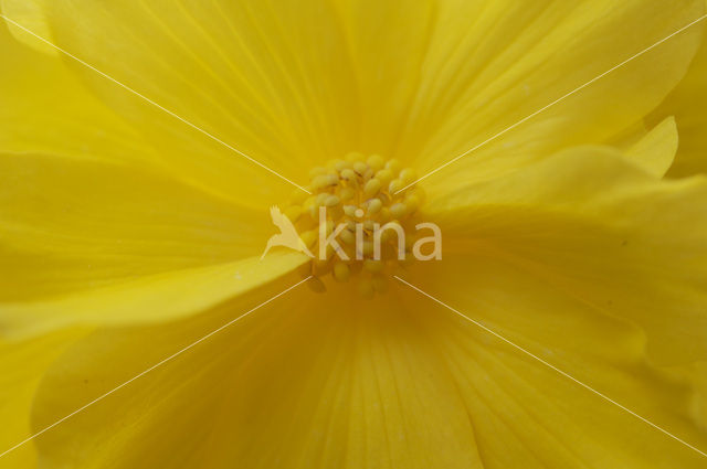 Begonia spec.