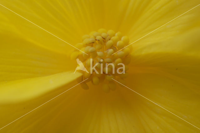 Begonia spec.