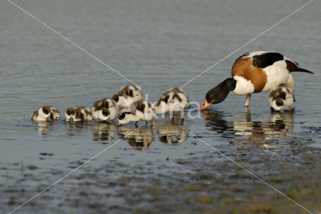 Shelduck (Tadorna tadorna)