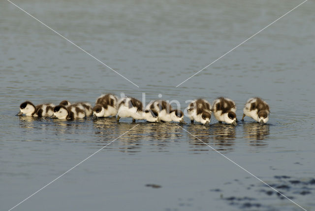 Shelduck (Tadorna tadorna)