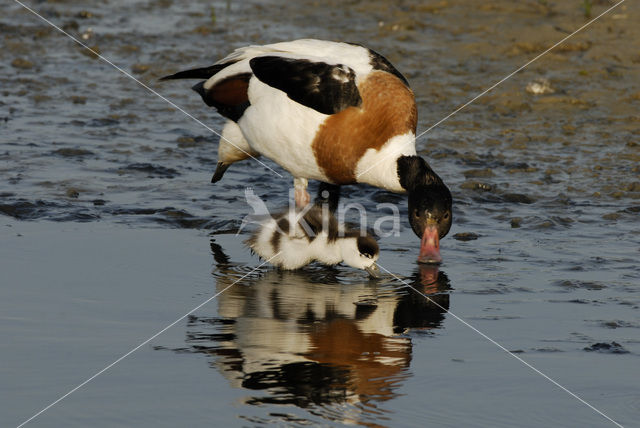 Shelduck (Tadorna tadorna)