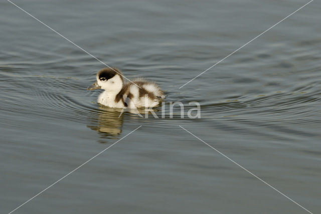 Shelduck (Tadorna tadorna)