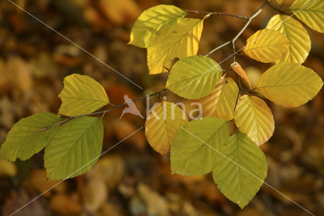 Beech (Fagus sylvatica)