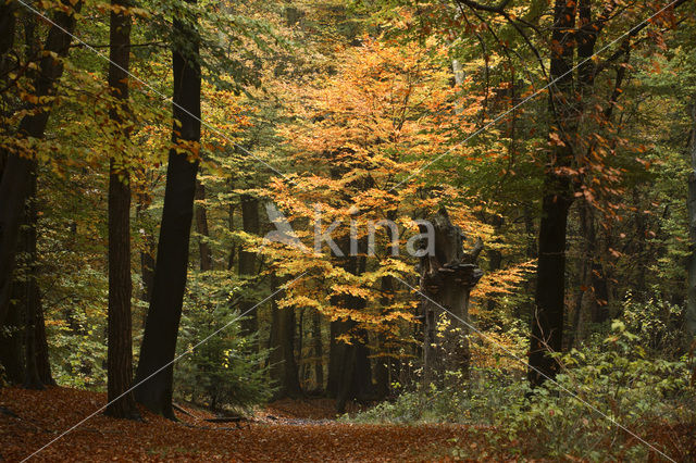 Beech (Fagus sylvatica)