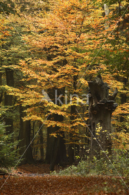 Beech (Fagus sylvatica)