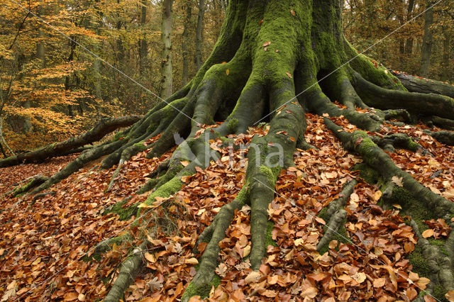 Beech (Fagus sylvatica)