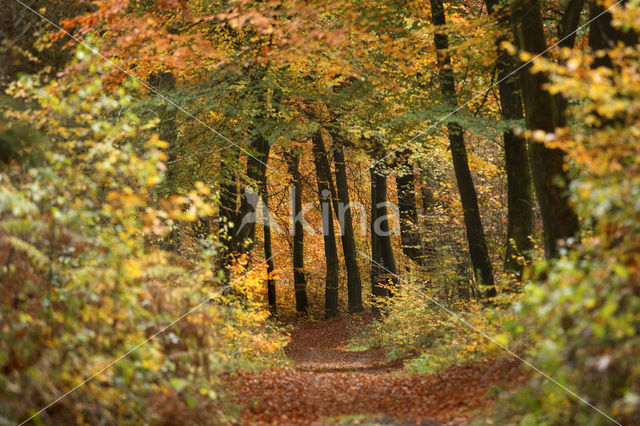 Beuk (Fagus sylvatica)