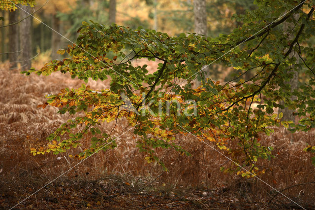 Beuk (Fagus sylvatica)