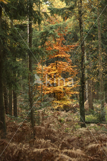 Beuk (Fagus sylvatica)