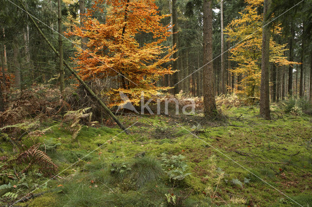 Beuk (Fagus sylvatica)