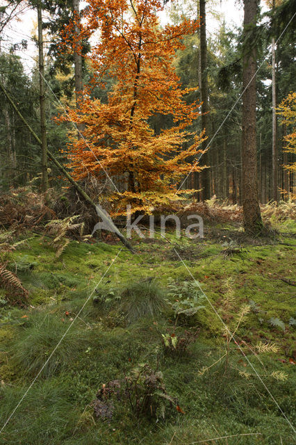 Beuk (Fagus sylvatica)