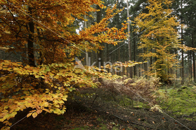 Beuk (Fagus sylvatica)