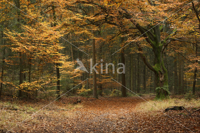 Beuk (Fagus sylvatica)