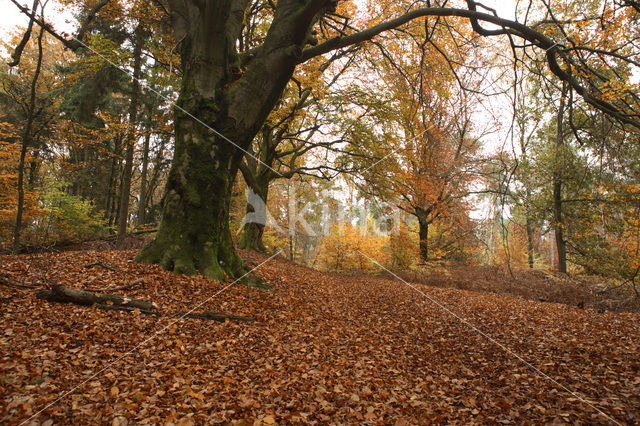 Beech (Fagus sylvatica)