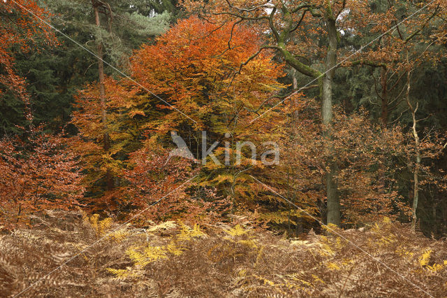 Beuk (Fagus sylvatica)