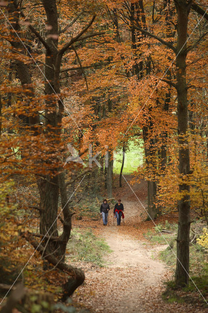 Beuk (Fagus sylvatica)