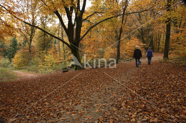 Beuk (Fagus sylvatica)