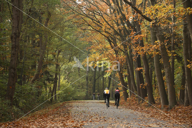 Beech (Fagus sylvatica)