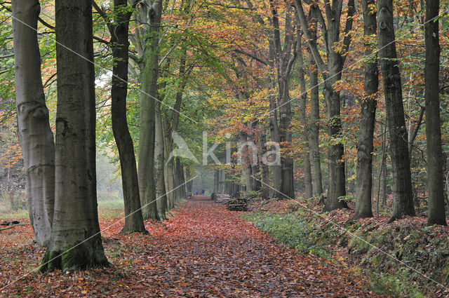 Beech (Fagus sylvatica)