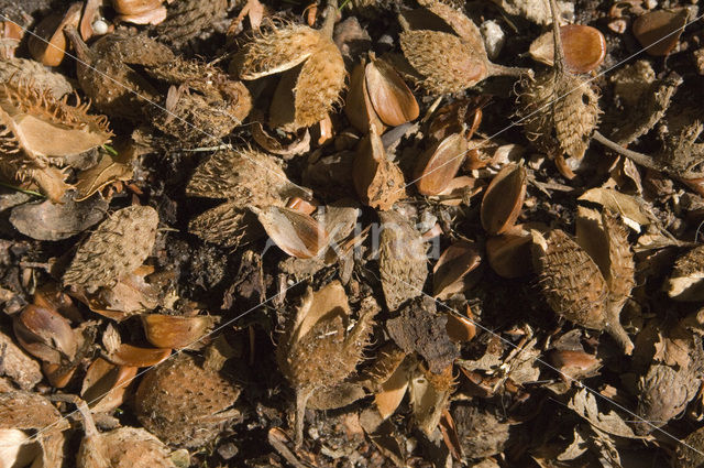 Beech (Fagus sylvatica)