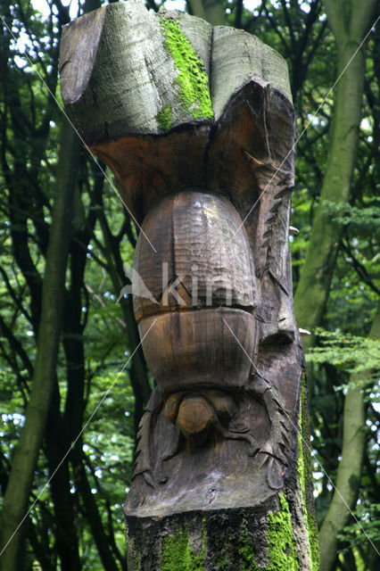 Beech (Fagus sylvatica)