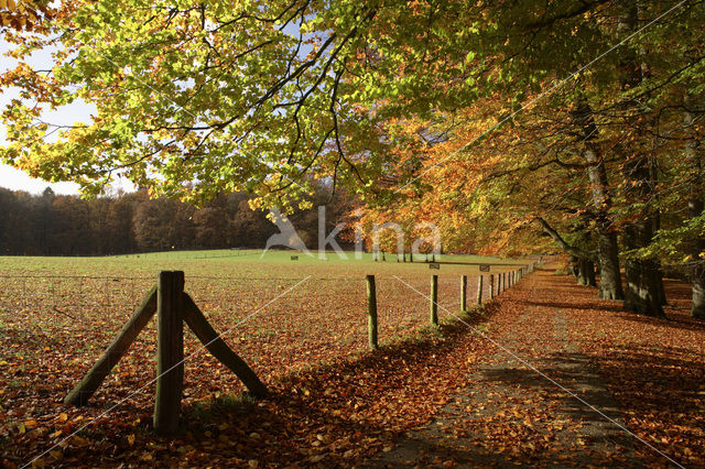 Beech (Fagus sylvatica)