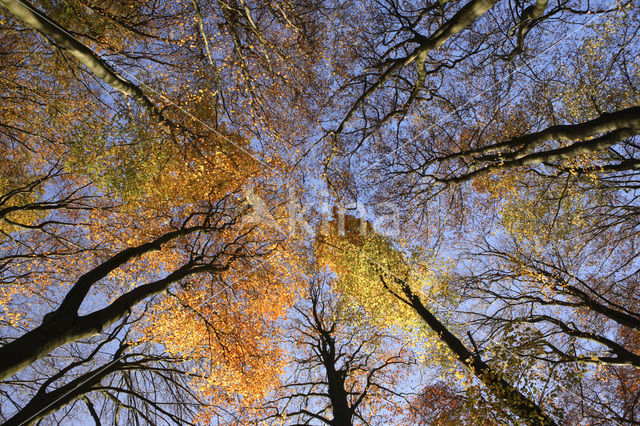 Beuk (Fagus sylvatica)