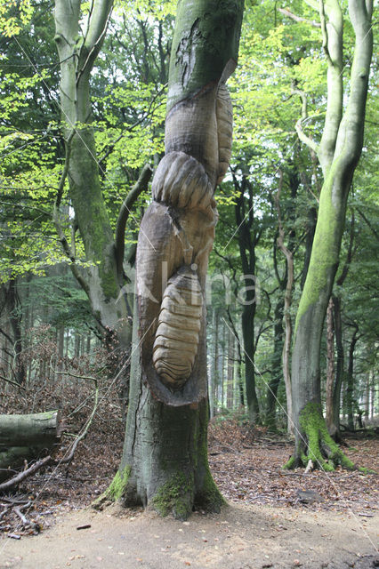 Beech (Fagus sylvatica)