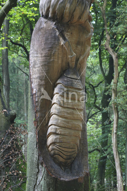 Beuk (Fagus sylvatica)