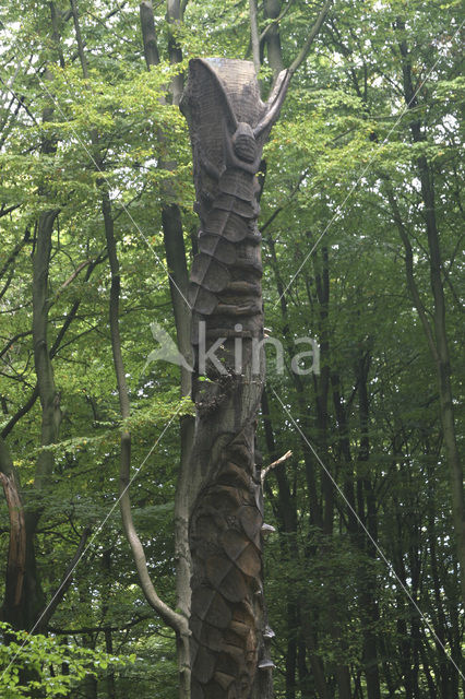 Beech (Fagus sylvatica)