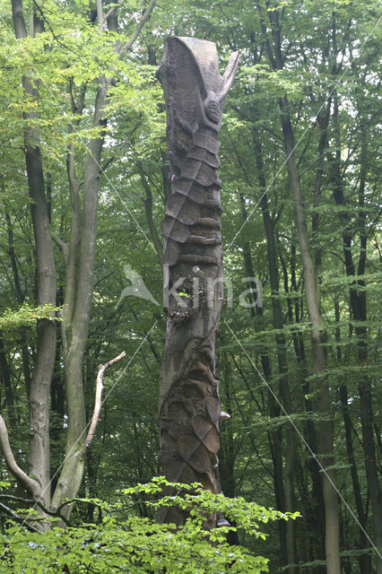 Beuk (Fagus sylvatica)