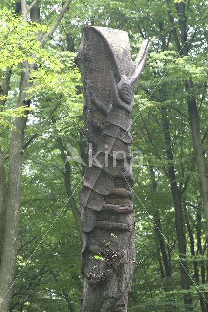 Beech (Fagus sylvatica)