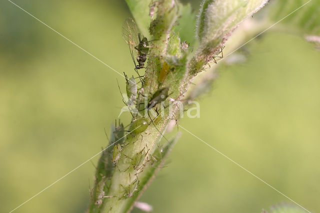 Aphid (Periphyllus testudinaceus)