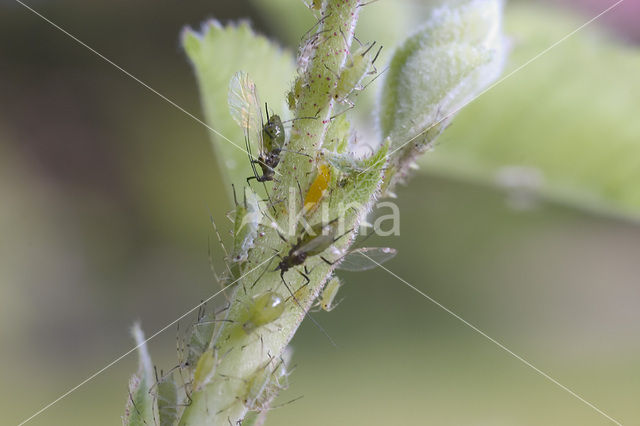 Aphid (Periphyllus testudinaceus)