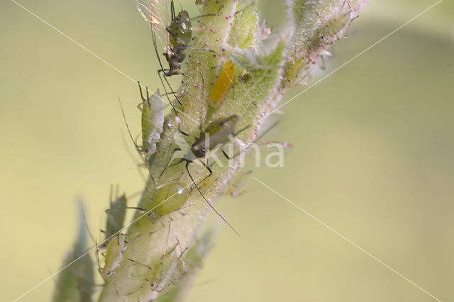 Aphid (Periphyllus testudinaceus)