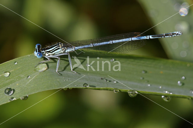 Blauwe breedscheenjuffer (Platycnemis pennipes)