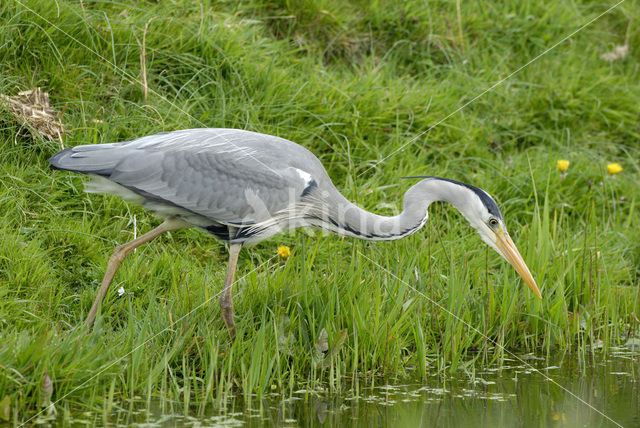 Grey Heron (Ardea cinerea)