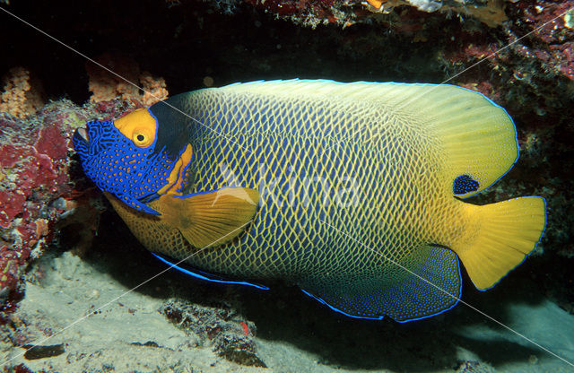 Yellowface angelfish (Pomacanthus xanthometopon)