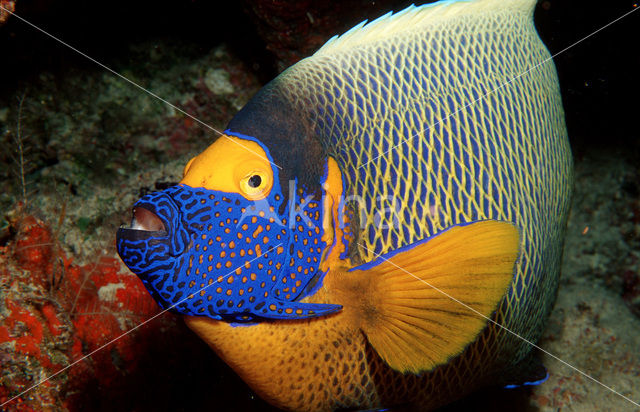 Blauwkop keizersvis (Pomacanthus xanthometopon)