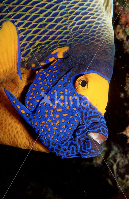 Yellowface angelfish (Pomacanthus xanthometopon)