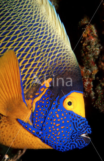 Yellowface angelfish (Pomacanthus xanthometopon)