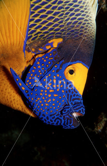 Yellowface angelfish (Pomacanthus xanthometopon)