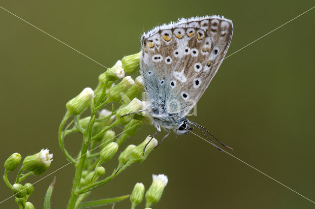 Bleek blauwtje (Polyommatus coridon)