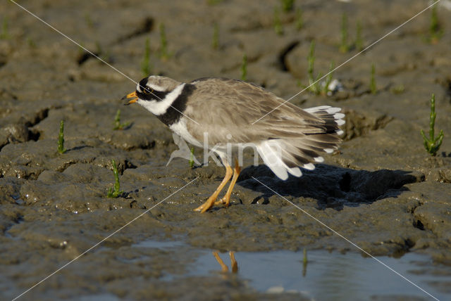 Bontbekplevier (Charadrius hiaticula)