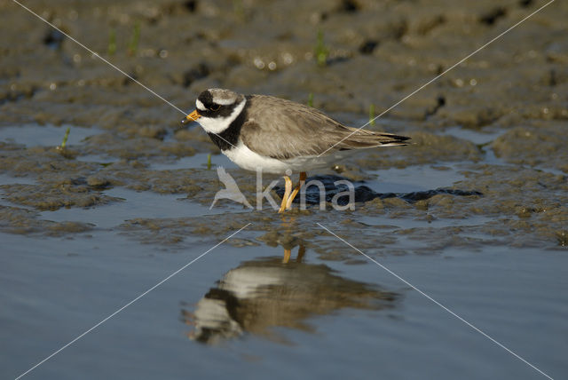 Bontbekplevier (Charadrius hiaticula)