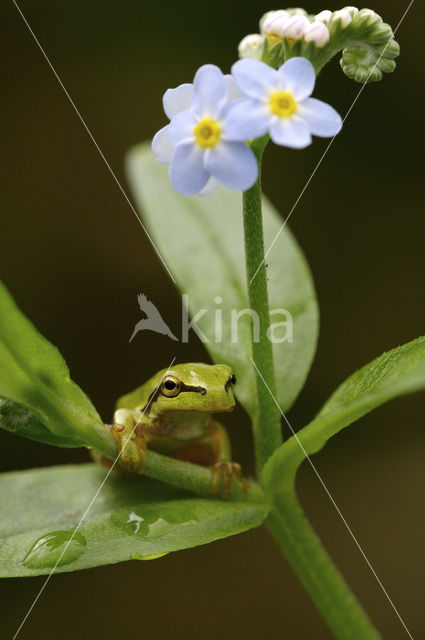 Boomkikker (Hyla crucifer)