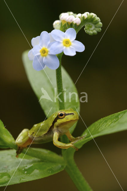 Boomkikker (Hyla crucifer)